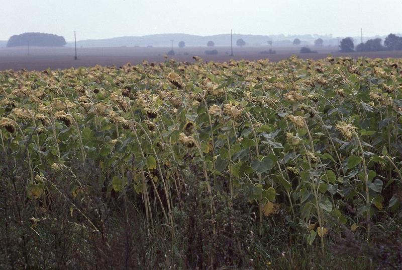 RWT 0370 375-18 Germany Sunflowers.jpg
